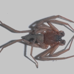 Gnaphosidae or Trochanteriidae (families) at Belconnen, ACT - 4 May 2021