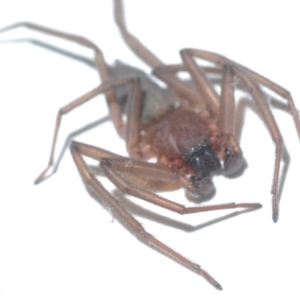 Gnaphosidae or Trochanteriidae (families) at Belconnen, ACT - 4 May 2021 02:29 AM