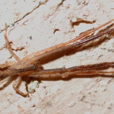 Sidymella sp. (genus) (A crab spider) at Belconnen, ACT - 2 May 2021 by Harrisi