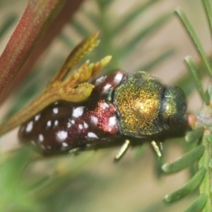 Diphucrania leucosticta at Bruce, ACT - 18 Apr 2021