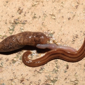 Deroceras reticulatum at Evatt, ACT - 11 May 2021