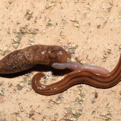 Deroceras reticulatum (Grey Field Slug) at Evatt, ACT - 11 May 2021 by TimL