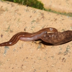 Deroceras reticulatum at Evatt, ACT - 11 May 2021