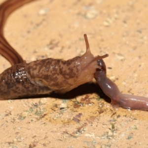 Deroceras reticulatum at Evatt, ACT - 11 May 2021