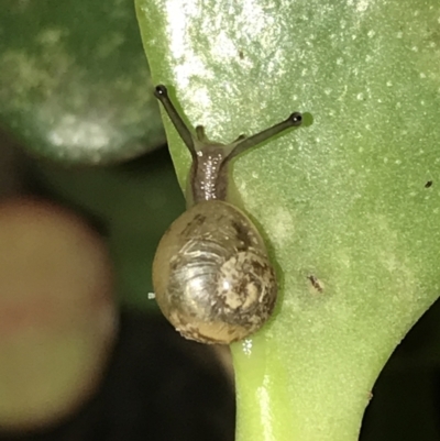 Cornu aspersum (Common Garden Snail) at Lyneham, ACT - 7 May 2021 by Tapirlord