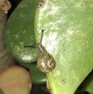 Cornu aspersum at Lyneham, ACT - 7 May 2021