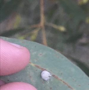 Glycaspis sp. (genus) at Hughes, ACT - 8 May 2021