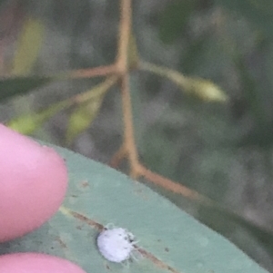 Glycaspis sp. (genus) at Hughes, ACT - 8 May 2021 05:11 PM