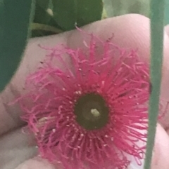 Eucalyptus leucoxylon (Yellow Gum) at Hughes, ACT - 8 May 2021 by Tapirlord