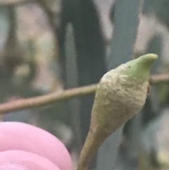 Eucalyptus leucoxylon at Hughes Garran Woodland - 8 May 2021 05:12 PM