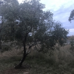 Eucalyptus leucoxylon at Hughes Garran Woodland - 8 May 2021 05:12 PM