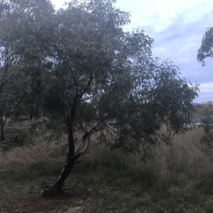 Eucalyptus leucoxylon at Hughes Garran Woodland - 8 May 2021 05:12 PM