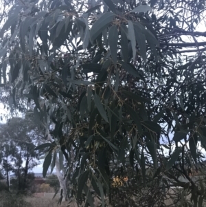 Eucalyptus leucoxylon at Hughes Garran Woodland - 8 May 2021 05:12 PM