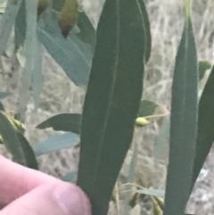 Eucalyptus leucoxylon at Hughes Garran Woodland - 8 May 2021 05:12 PM