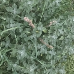 Marrubium vulgare at Hughes, ACT - 8 May 2021 05:19 PM