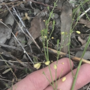 Asparagus officinalis at Hughes, ACT - 8 May 2021