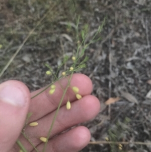 Asparagus officinalis at Hughes, ACT - 8 May 2021 05:22 PM