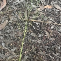 Asparagus officinalis at Hughes, ACT - 8 May 2021 05:22 PM