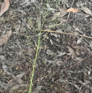 Asparagus officinalis at Hughes, ACT - 8 May 2021 05:22 PM