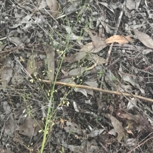 Asparagus officinalis at Hughes, ACT - 8 May 2021 05:22 PM