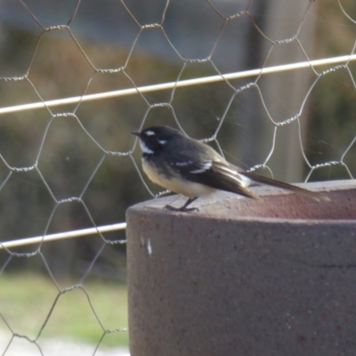 Rhipidura albiscapa (Grey Fantail) at Yass River, NSW - 6 May 2021 by SenexRugosus