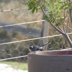 Rhipidura albiscapa at Yass River, NSW - 7 May 2021