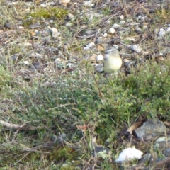 Acanthiza chrysorrhoa (Yellow-rumped Thornbill) at Yass River, NSW - 6 May 2021 by SenexRugosus