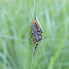 Chauliognathus lugubris (Plague Soldier Beetle) at Tuggeranong Creek to Monash Grassland - 4 Mar 2021 by michaelb