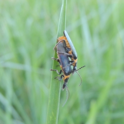 Chauliognathus lugubris (Plague Soldier Beetle) at Monash, ACT - 4 Mar 2021 by michaelb