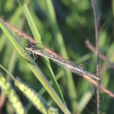 Ischnura heterosticta (Common Bluetail Damselfly) at Monash, ACT - 4 Mar 2021 by michaelb