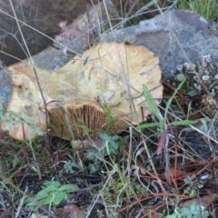 Lactarius deliciosus (Saffron Milkcap) at Kowen, ACT - 13 May 2021 by SandraH