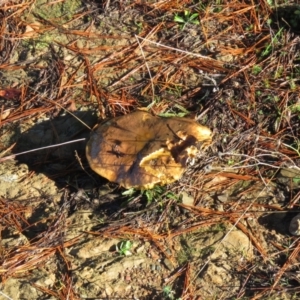 Suillus sp. at Kowen, ACT - 13 May 2021 11:04 AM