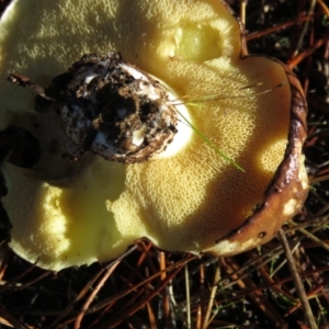 Suillus sp. at Kowen, ACT - 13 May 2021 11:04 AM