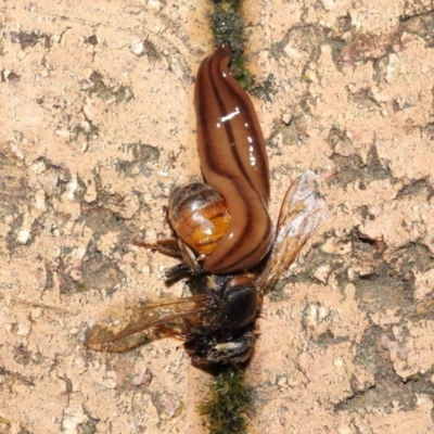 Anzoplana trilineata (A Flatworm) at Evatt, ACT - 11 May 2021 by TimL