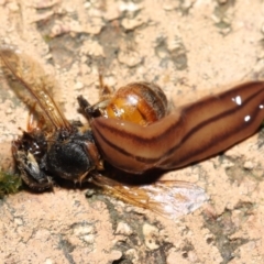 Anzoplana trilineata at Evatt, ACT - 11 May 2021 07:31 PM