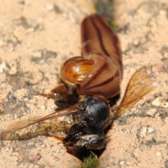 Anzoplana trilineata at Evatt, ACT - 11 May 2021