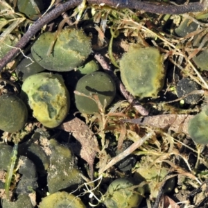 Nostoc sp. (genus) at Paddys River, ACT - 13 May 2021