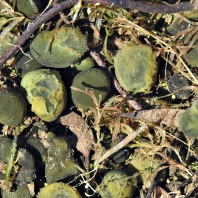 Nostoc sp. (genus) (A cyanobacterium) at Tidbinbilla Nature Reserve - 13 May 2021 by JohnBundock