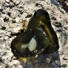 Nostoc sp. (genus) at Paddys River, ACT - 13 May 2021