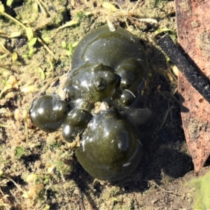 Nostoc sp. (genus) at Paddys River, ACT - 13 May 2021