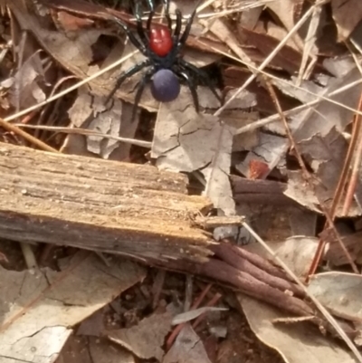 Missulena occatoria (Red-headed Mouse Spider) at Mount Ainslie to Black Mountain - 13 May 2021 by NotSunny