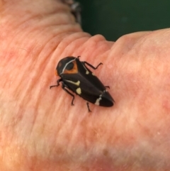 Eurymeloides pulchra (Gumtree hopper) at National Arboretum Woodland - 6 May 2021 by AndyRussell