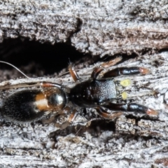 Rhombonotus gracilis (Graceful Ant Mimic) at Forde, ACT - 7 May 2021 by Roger