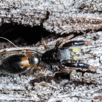 Rhombonotus gracilis (Graceful Ant Mimic) at Forde, ACT - 7 May 2021 by Roger