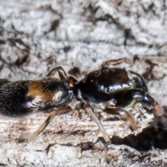 Rhombonotus gracilis at Forde, ACT - 7 May 2021 01:47 PM