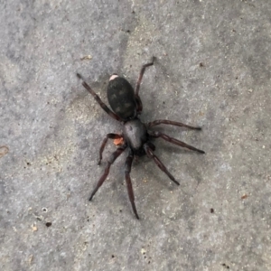 Lampona cylindrata at Reid, ACT - 5 Sep 2020