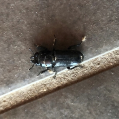 Figulus sp. (genus) (Figulus stag beetle) at Reid, ACT - 19 Jan 2021 by AndyRussell