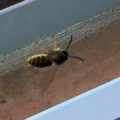 Vespula germanica (German Yellowjacket Wasp (also known as European Wasp)) at Reid, ACT - 4 Apr 2021 by AndyRussell