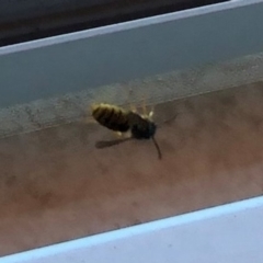 Vespula germanica at Reid, ACT - 4 Apr 2021 11:56 AM