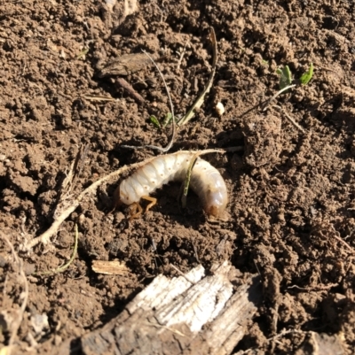 Scarabaeidae (family) (Scarab beetle, curl grub) at National Arboretum Woodland - 13 May 2021 by AndyRussell